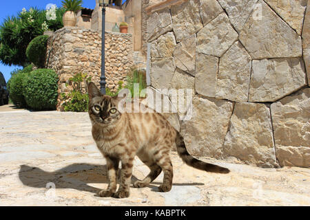 Chat domestique, Bengale, seal mink tabby tacheté Banque D'Images