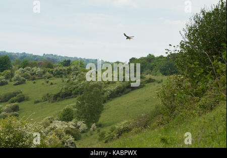 Crécerelle (Falco tinnunculus) planant au-dessus de paysages à Chalk Hill vers le bas de la colline de la Madeleine près de Winchester, dans le Hampshire, au Royaume-Uni Banque D'Images