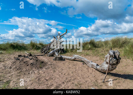 Driftwood on st. cyrus beach. Banque D'Images