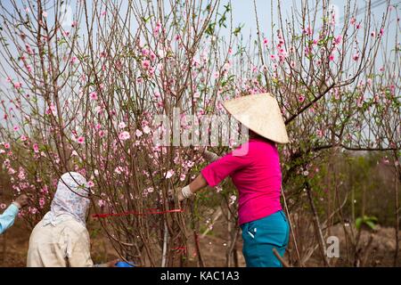 Les agriculteurs et les fleurs de pêchers en fleurs au printemps ; Banque D'Images