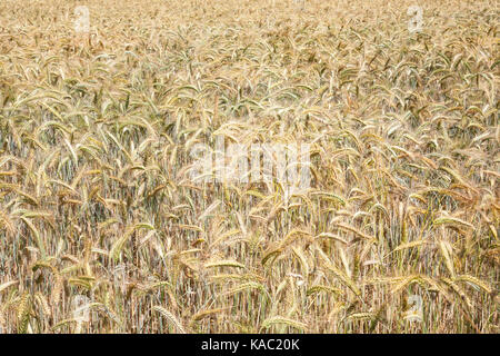Belle palette de couleurs pastel dans un champ de blé les oreilles de maturation dans un champ agricole dans un close up full frame background. petit au milieu de l'été cul Banque D'Images