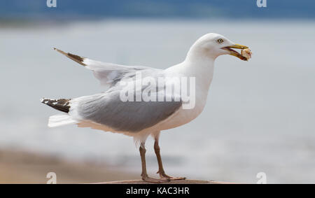 Mouette de manger sur le front de mer de Prestatyn, Pays de Galles, Royaume-Uni Banque D'Images