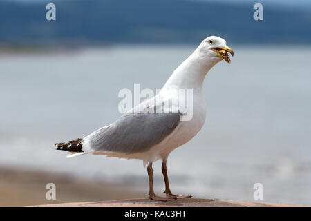 Mouette de manger sur le front de mer de Prestatyn, Pays de Galles, Royaume-Uni Banque D'Images