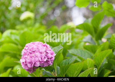 Hortensia rose fleur. Banque D'Images