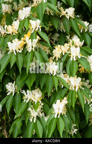 Fleurs blanches de l'Amur floraison spécial printemps plus tard, Chèvrefeuille Lonicera maackii Banque D'Images