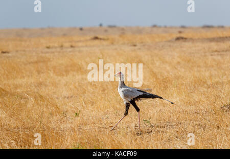 Sagittarius serpentarius, secretarybird, un grand oiseau de proie inhabituelle à Savannah permanent grassland, Masai Mara, Kenya Banque D'Images