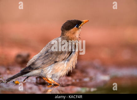 Brahminy Starling, Brahminy ou Myna (Sturnia pagodarum), Parc national de Keoladeo Ghana, Bharatpur, Rajasthan, Inde Banque D'Images