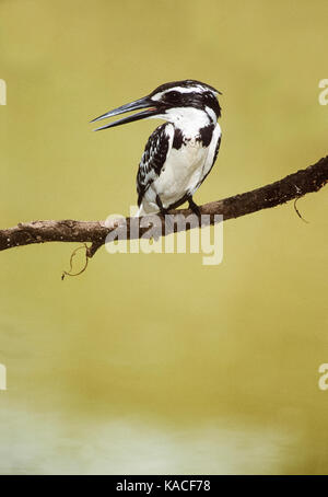 Martin-pêcheur pie (Ceryle rudis), de Keoladeo Ghana National Park, Bharatpur, Rajasthan, Inde, Banque D'Images