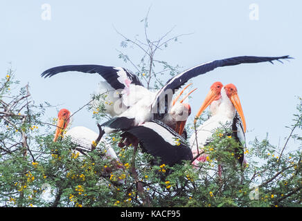 Painted stork (mycteria leucocephala), l'accouplement, les oiseaux dans la colonie de nidification de keoladeo ghana national park,, bhaartpur, Rajasthan, Inde Banque D'Images