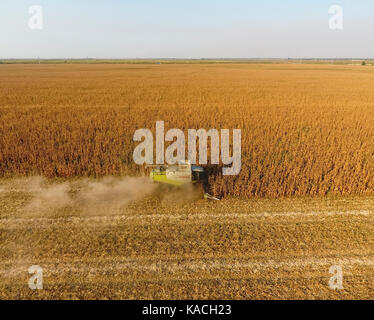 Les récoltes de l'ensileuse maïs. recueillir des épis de maïs à l'aide d'une moissonneuse-batteuse. venu sur le champ de maïs Banque D'Images