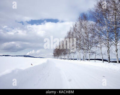 Route bordée d'arbre couvert de neige à biei au cours de l'hiver, Hokkaido, Japon Banque D'Images