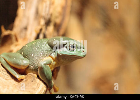 Grenouille litoria splendida magnifiques peuvent être trouvés en Australie et peut être trouvé dans des grottes. Banque D'Images