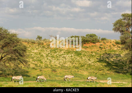 Gemsbok (Oryx gazella). L'étranger au pied d'une dune de sable d'herbe. Pendant la saison des pluies dans la verdure Banque D'Images