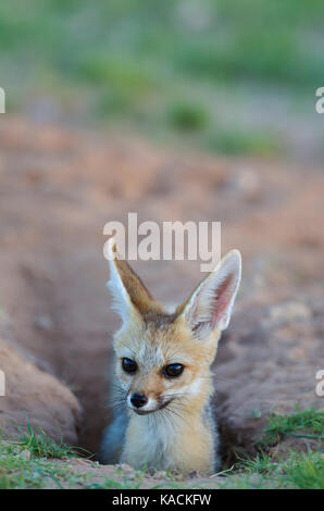 Cape Fox (Vulpes chama). Dans son terrier. Banque D'Images