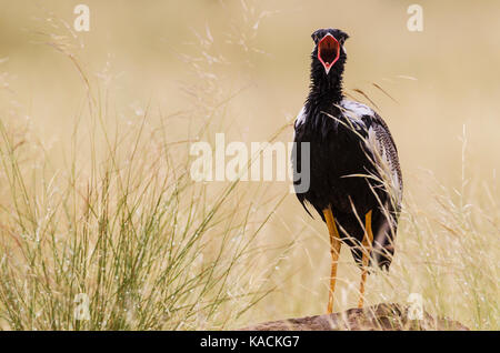 Northern Black Korhaan Outarde piquants-blanc, (Afrotis afraoides) Masculin afficher, appelant à une femme Banque D'Images