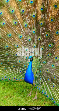 Un peafhibou bleu mâle/ paon (Pavo cristatus) montrant son plumage coloré. (Nouvelle-Zélande) Banque D'Images