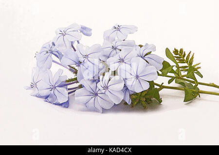 Ceratostigma willmottianum fleurit sur fond blanc Banque D'Images