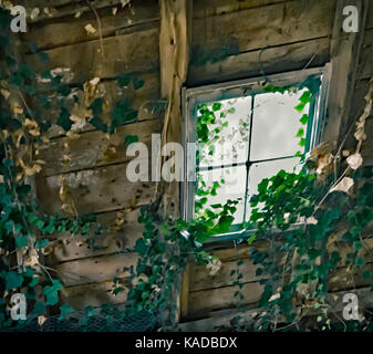 Fenêtre dans un vieux Shed et en pleine croissance Ivy Banque D'Images