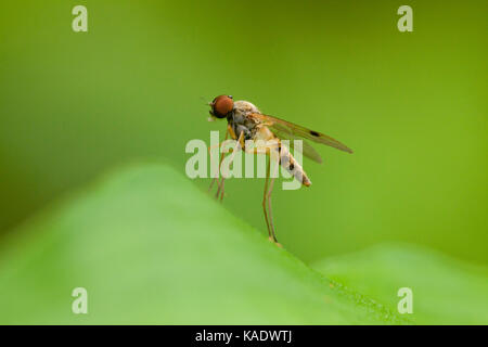 À jambes longues (fly) Dolichopodidae - USA Banque D'Images