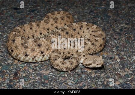 Un Sidewinder du désert de Sonoran (Crotalus cerastes cercobombus) sur une route pavée de nuit près de Bahía de Kino, Sonora, Mexique Banque D'Images