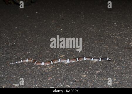 Une feuille sellèrent couleuvre (phyllorhynchus browni) sur une route pavée de nuit près de alamos, Sonora, Mexique Banque D'Images