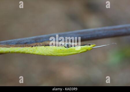 Un vinesnake (oxybelis aeneus néotropicale) à alamos, Sonora, Mexique Banque D'Images