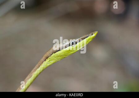 Un vinesnake (oxybelis aeneus néotropicale) à alamos, Sonora, Mexique Banque D'Images