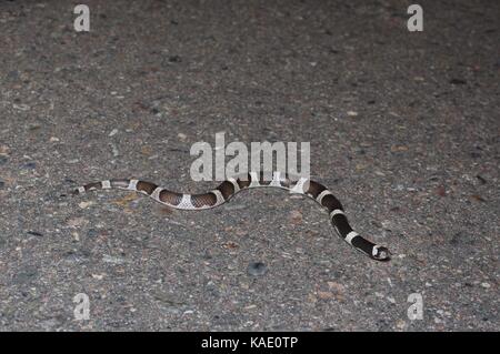 Une feuille sellèrent couleuvre (phyllorhynchus browni) sur une route pavée de nuit près de alamos, Sonora, Mexique Banque D'Images