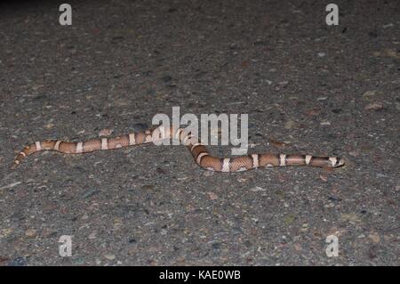 Une feuille sellèrent couleuvre (phyllorhynchus browni) sur une route pavée de nuit près de alamos, Sonora, Mexique Banque D'Images