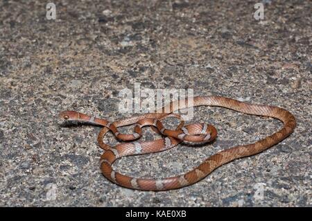 Un serpent d'arbre d'Amérique centrale (Imantodes gemmistatus) sur une route pavée la nuit près d'Álamos, Sonora Mexique Banque D'Images