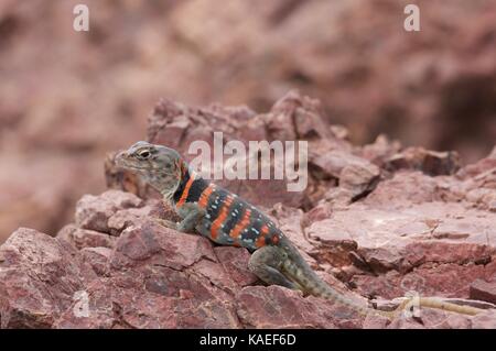 Une femelle adulte de Dickerson's Collared Lizard (Crotaphytus dickersonae) perchée sur des rochers à Bahía de Kino, Sonora, Mexique Banque D'Images