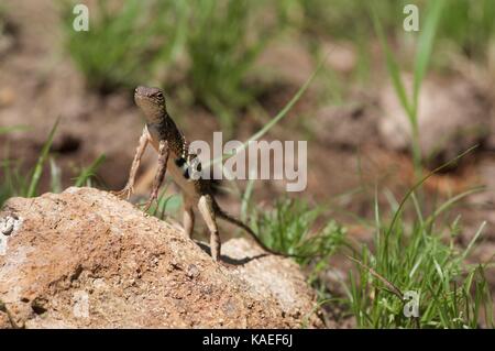 Sonoran earless (un lézard Holbrookia elegans thermophila) sur un sol rocailleux à alamos, Sonora, Mexique Banque D'Images