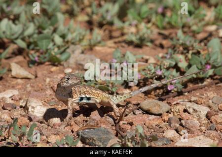 Sonoran earless (un lézard Holbrookia elegans thermophila) sur un sol rocailleux à alamos, Sonora, Mexique Banque D'Images