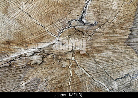 Tronc d'arbre coupé - texture de bois - anneaux annuels Banque D'Images