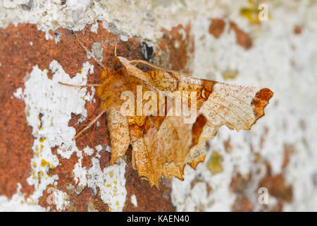 Selenia lunularia Thorn (lunaire) papillon adulte reposant sur un mur. Powys, Pays de Galles. Mai. Banque D'Images