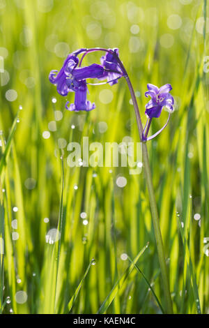 Bluebell commun (Hyacinthoides non-scripta) floraison dans les herbages. Powys, Pays de Galles, mai. Banque D'Images