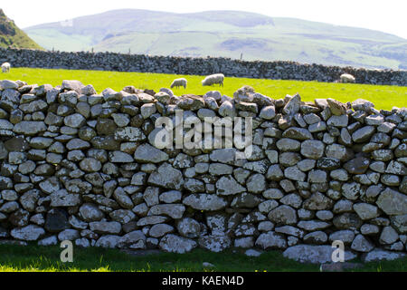 Les murs en pierre comprenant des zones rocheuses champs environnants. Tonfanau, Tywyn, Gwynedd, Pays de Galles. Mai. Banque D'Images