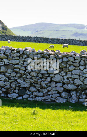 Les murs en pierre comprenant des zones rocheuses champs environnants. Tonfanau, Tywyn, Gwynedd, Pays de Galles. Mai. Banque D'Images
