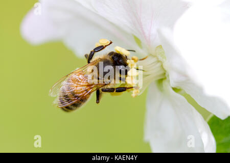 Ouest de l'abeille domestique (Apis mellifera) dans l'alimentation des travailleurs adultes un pommier cultivé fleur dans un verger. Powys, Pays de Galles. Mai. Banque D'Images