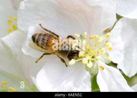 Ouest de l'abeille domestique (Apis mellifera) dans l'alimentation des travailleurs adultes un pommier cultivé fleur dans un verger. Powys, Pays de Galles. Mai. Banque D'Images