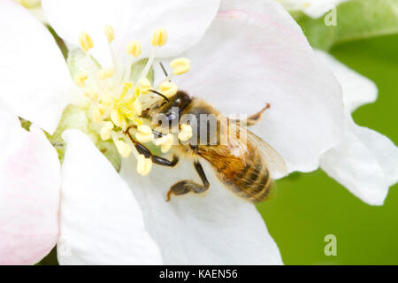 Ouest de l'abeille domestique (Apis mellifera) dans l'alimentation des travailleurs adultes un pommier cultivé fleur dans un verger. Powys, Pays de Galles. Mai. Banque D'Images