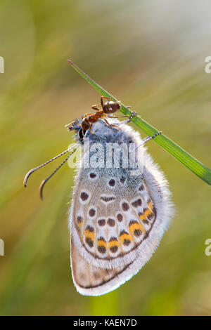 L'argent bleu étoilé (Plebejus argus) mâles adultes nouvellement émergés papillon d'être eu tendance par une fourmi (Lasius platythorax). Sussex, Angleterre. De juin. Banque D'Images