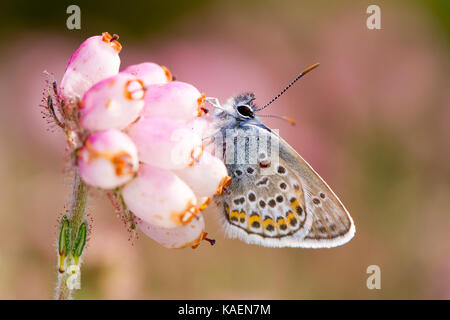 L'argent bleu étoilé (Plebejus argus) mâles adultes nouvellement émergés papillon en contre-leaved heath (Erica tetralix). Sussex, Angleterre. De juin. Banque D'Images