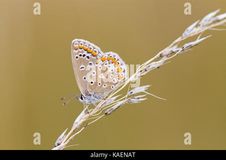 Papillon Bleu commun (Polyommatus icarus) femelle adulte sur l'herbe seedhead resing. Suffolk, Angleterre. Juillet. Banque D'Images