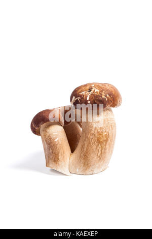 Récolté à l'automne étonnant triple champignon comestible boletus edulis (cèpes) connu sous le nom de champignons porcini isolé sur fond blanc. Banque D'Images