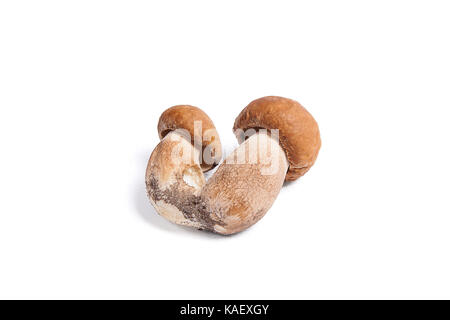 Récolté à l'automne des champignons comestibles double cèpes (Boletus edulis) connu sous le nom de champignons porcini isolé sur fond blanc. Banque D'Images