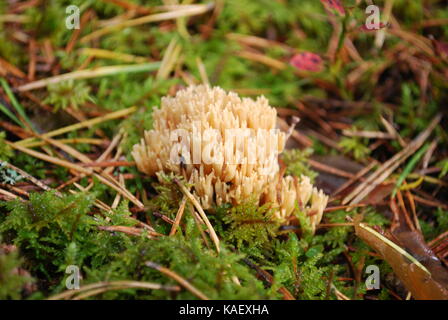 Ramaria aurea est un Champignon de corail dans la famille gomphaceae poussent dans la forêt. Banque D'Images