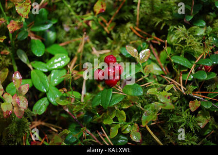 Airelle rouge (Vaccinium vitis-idaea) avec de l'eau gouttes poussent dans la forêt. Banque D'Images