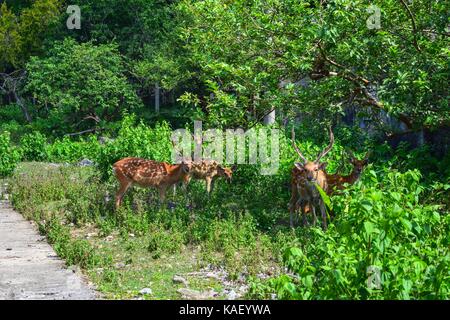 L'eld siamois cerfs sur cat ba, Hai Phong, Viet Nam Banque D'Images