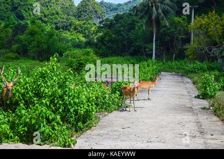 L'eld siamois cerfs sur cat ba, Hai Phong, Viet Nam Banque D'Images